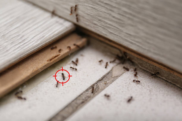 Best Pest Removal Services  in Bloomington, IL