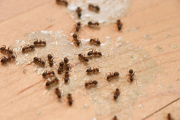 Best Local Pest Control Services  in Bloomington, IL